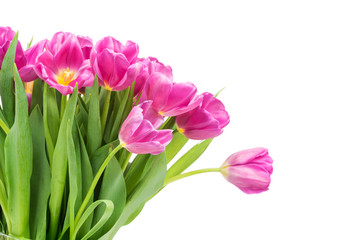 Obraz premium Tulips on white background