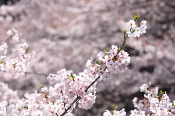 桜