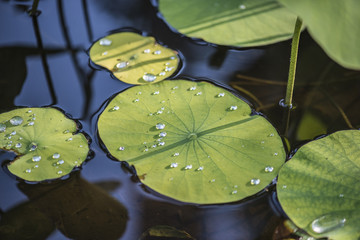 Lily pads with water drops