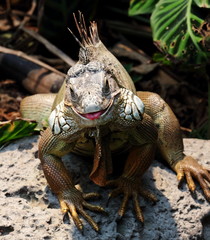 Iguana