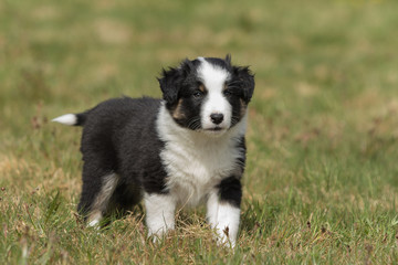 Australian Shepherd Hund Welpe 7 Wochen alt