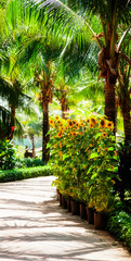 Sunflowers in the garden in sunny day
