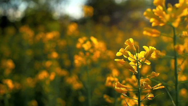 rallenty e close up di fiore giallo con cascata di pollini bianchi