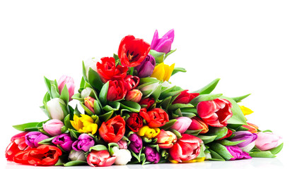 Tulips on white background
