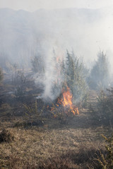 Fototapeta premium forest fire