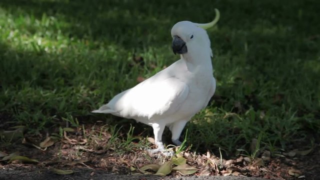 MS Cockatoo eating root on grass , Sydney, New South Wales, Australia