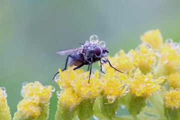 Fly covered with morning dew