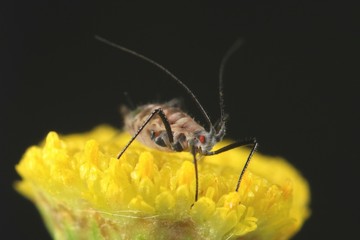 Aphid on Tansy