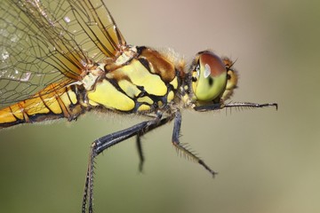 Dragonfly