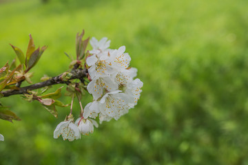 Der Kirschbaum in der Natur auf dem Feld