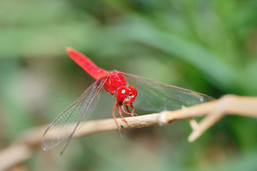 Red dragonfly on branch
