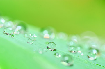 Water droplets on a leaf, beautiful natural background