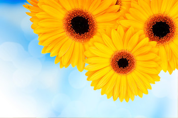 Fototapeta premium Orange gerber flowers on color background