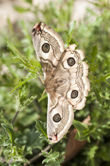 buterfly