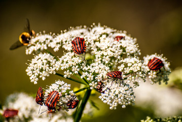 Meadow feast