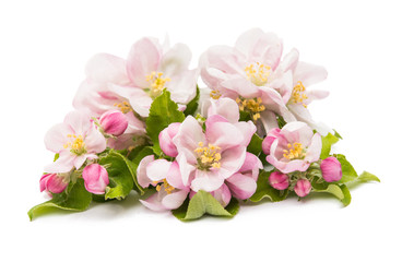 Naklejka premium apple blossom