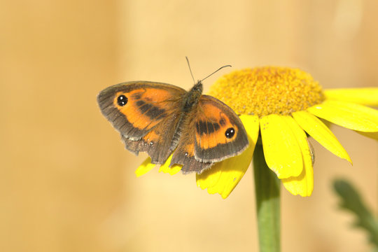 A Meadow brown butterfly on a yellow daisy.