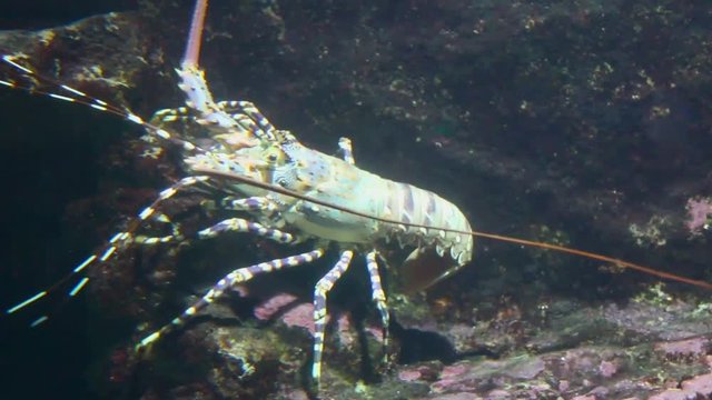 Tropical Rock Lobster - Panulirus ornatus. Underwater video of a large edible spiny lobster on coral reef near Mauritius Island.