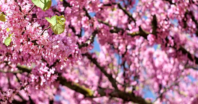 splendi rami fioriti con api 