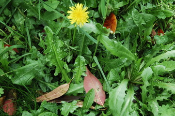 fleurs des champs et feuilles 