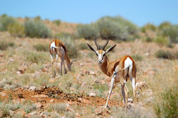 antylopy Springbok na Pustyni Kalahari © andrzej_67