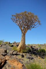 Drzewo kołczanowe (Aloe dichotoma, Kokerboom) na Pustyni w Republice Południowej Afryki - obrazy, fototapety, plakaty