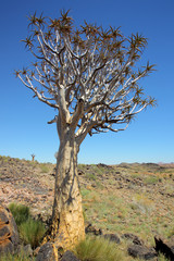 Drzewo kołczanowe (Aloe dichotoma, Kokerboom) na Pustyni w Republice Południowej Afryki - obrazy, fototapety, plakaty