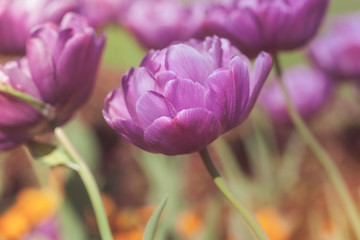 Tulip blue diamond. Double tulips blue diamond in the spring garden. 