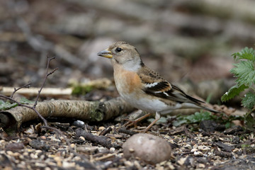 Brambling,  Fringilla montifringilla