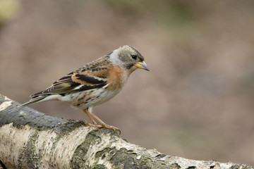 Brambling,  Fringilla montifringilla