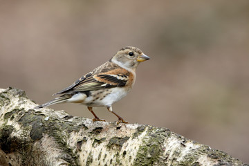 Brambling,  Fringilla montifringilla