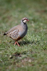 Obraz premium Red-legged partridge, Alectoris rufa