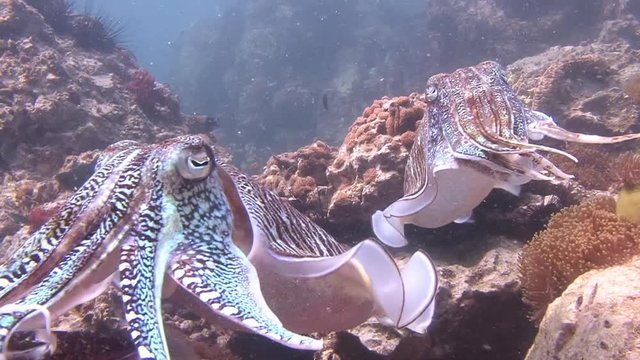 Дайвинг в Андаманском море близ Таиланда. Нежный и темпераментный брачный танец Фараоновых каракатиц.
