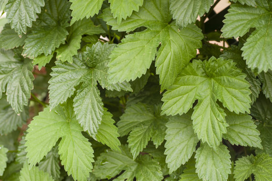 green leaves of common hop climbing plant