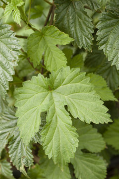 green leaves of common hop climbing plant
