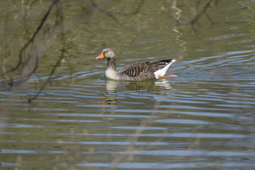 Greylag Goose (Anser anser) paddling across a lake