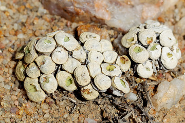 żywe kamienie Conophytum sp. na Pustyni Kalahari