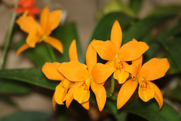 Orchideenblüte