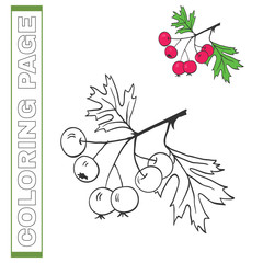  Handdrawn vector illustration hawthorn.For adult and children colouring page book.