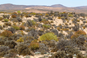 Piaszczysta pustynia z licznymi sukulentami na północy Republiki Południowej Afryki - obrazy, fototapety, plakaty