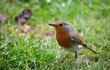 Close up of Robin on grass