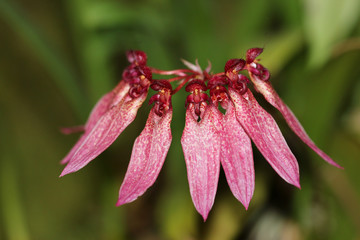 Orchideenblüte