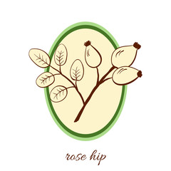 Handdrawn vector illustration rose hip. Medicinal berry.For traditional medicine, gardening or cooking design, package, wrapper, label.