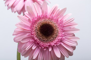 Close up of pink gerbera flower