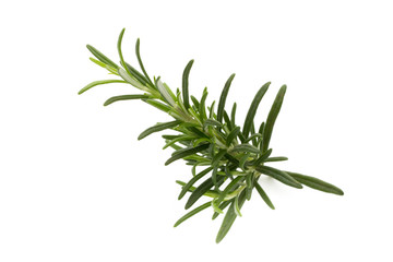 Rosemary twig on the isolated white background.