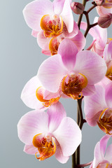 Pink orchid on the grey background.