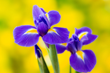Purple iris flower on the yellow background. © gitusik