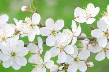 Obraz premium spring tree blossom