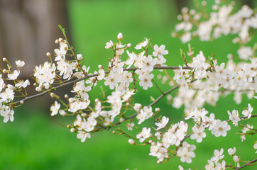 spring tree blossom
