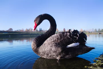 Door stickers Swan black swan swims in the lake